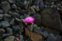 2015-07-04_1Binssattel (207).JPG